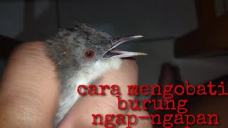 cara mengobati burung ngap-ngapan / sariawan di lidah