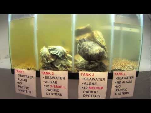 Pacific Oysters Filtering Algae Youtube