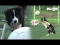 EPL 득점왕 손흥민이 강아지로 태어났다면 바로 이 분이시다ㅣIf Top Scorer Son Heung-min Was Born As A Dog..