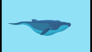 How To Make Whale Vector Art Illustration Logo Design [In Adobe illustrator] Based On Photo Sheerjan