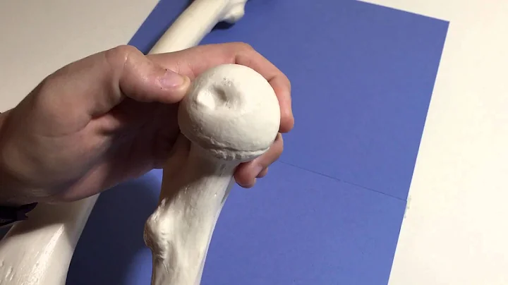 FEMUR