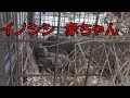 生まれたてのイノシシ見たことあります？