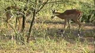 Luta de gazelas impalas fighting in Tanzania