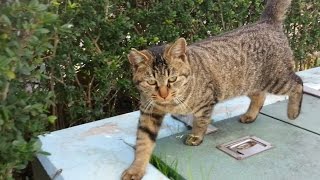 【地域猫】寒～い公園、猫ちゃん達みんな元気です【野良猫】