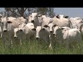 Gira Brasil Agrotrip  COIMMA  líder en fabricación de bretes y balanzas - campo - El Mundo del Campo