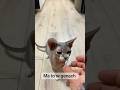 Lucjan ma to w genach #devonrexkitten #cat #kot #funnyanimals