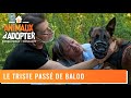 Le triste pass de baloo  la spa