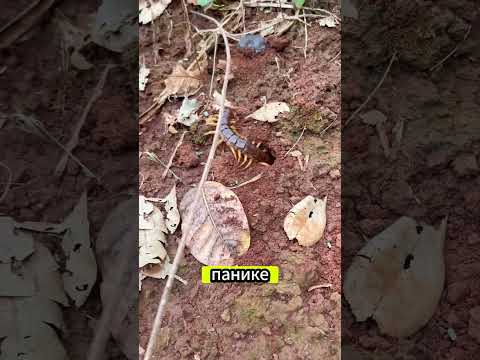 Муравьи против насекомых: китайский способ выманить добычу 🐜😂