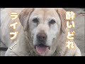 酔いどれLIVE 2026/09/12