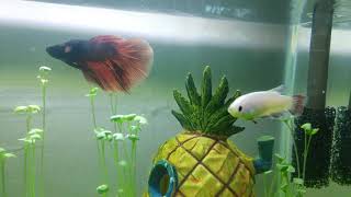 Betta fish aquarium - 2 GALLON TANK