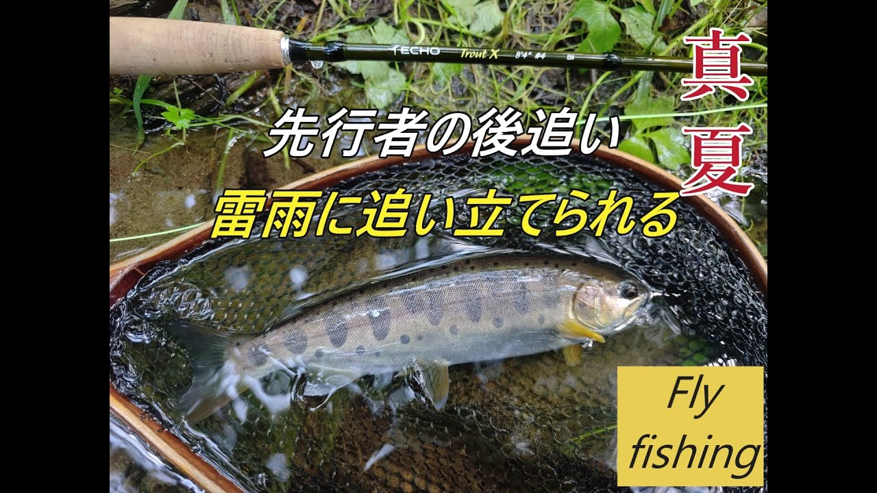 先行者の後追い、雷雨に追い立てられ！真夏のフライフィッシング