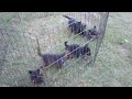 Akc German Shepherd puppies