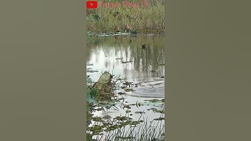 Câu Cá Lóc Tràm Chim #shorts