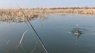 Искали леща ! Нашли крупного морского карася ! Капчагай . Рыбалка . Заливы . Поплавок . 08.04.2026.