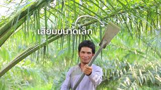 ปาล์มน้ำมัน ตอนที่ 7: การเก็บเกี่ยวปาล์มน้ำมัน