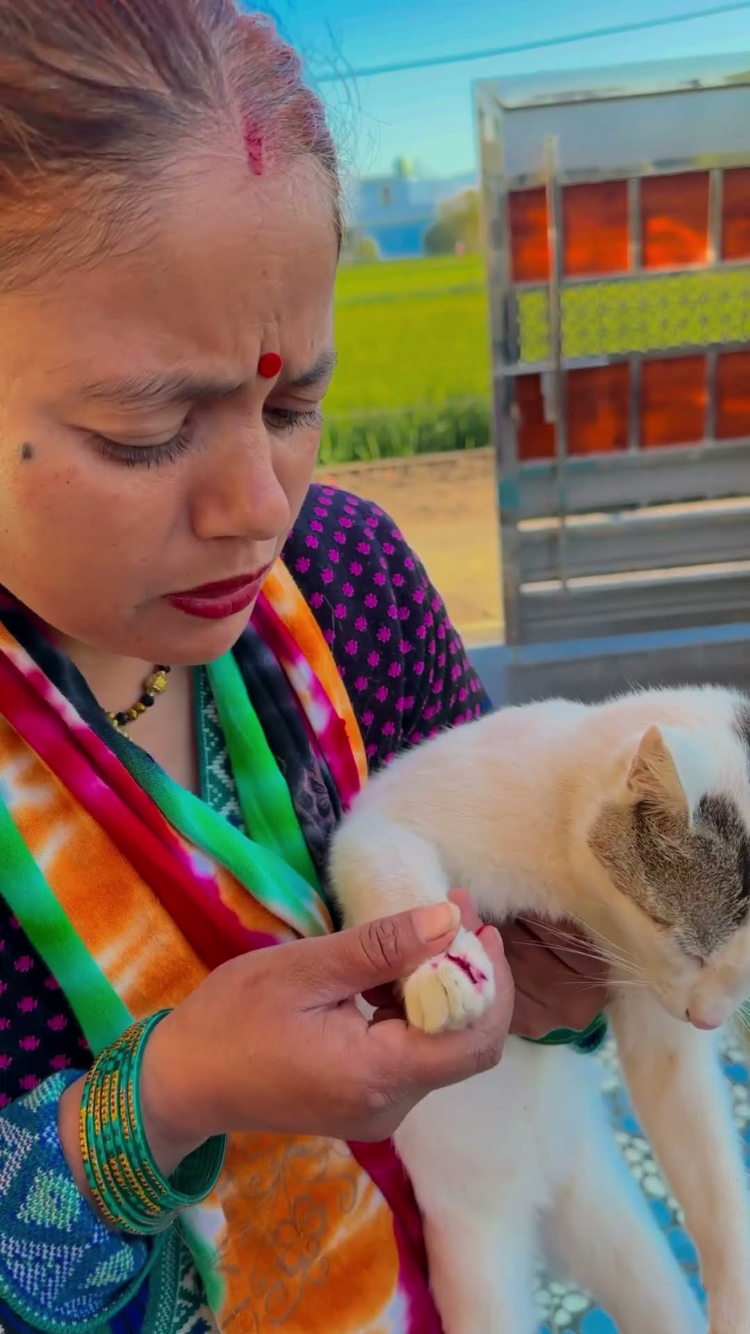 Cat Lover ?? #shorts #trending #cat #catlover #ytshorts #viralvideo