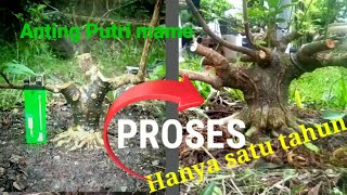 Proses Bonsai Anting Putri Mame