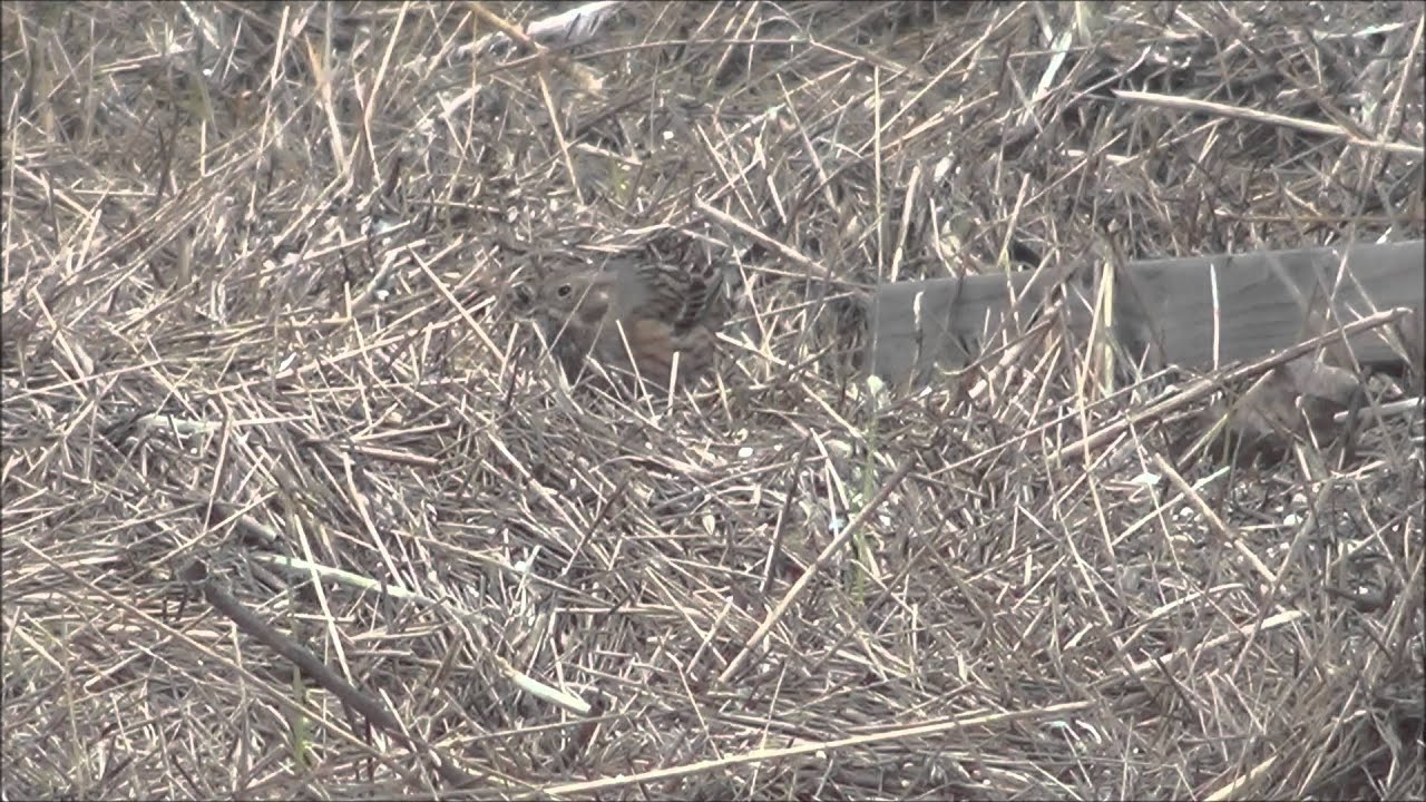 Pine Bunting Wilhelminadorp The Netherlands 27/12/2015 