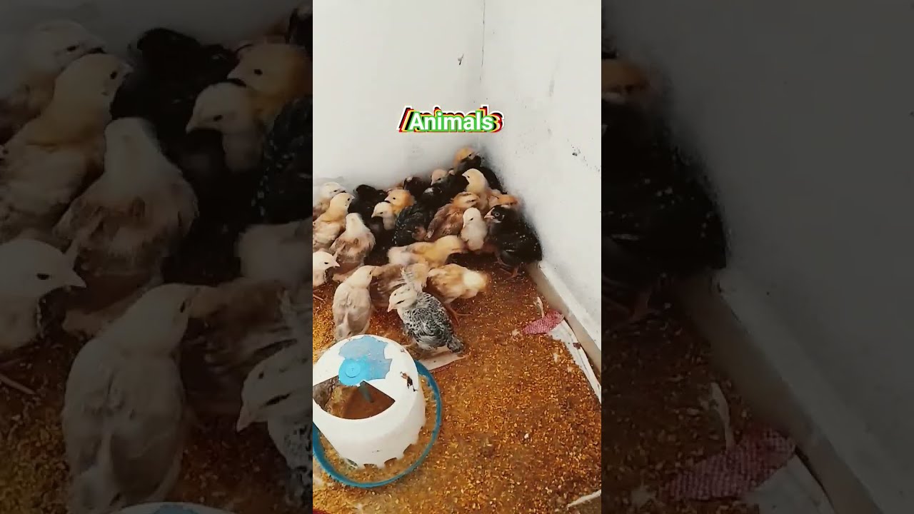 My cute animals cats dog chicks and many more on a nother short