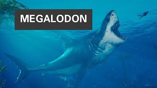 Megalodon Tari̇hte Yaşamiş En Büyük Köpek Baliği