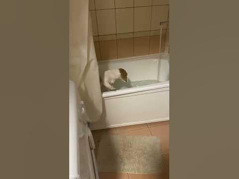 Когда решила принять ванну. Собака: - YouTube