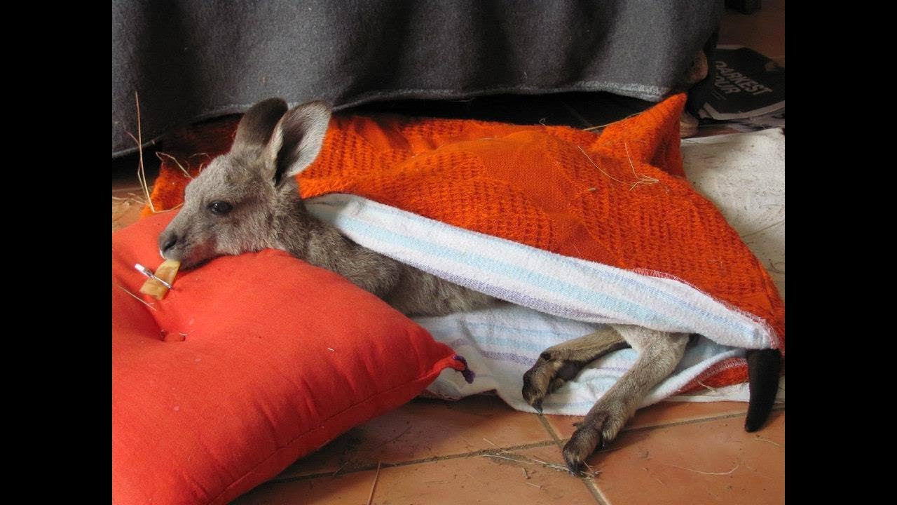 This Woman Got A Call About A Dying Kangaroo, But When She Arrived There Was An Even Bigger Problem!