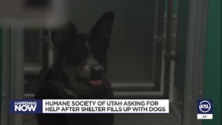 Humane Society of Utah makes adoption plea after shelter fills with dogs