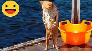 Funniest Cats 😹 - Don't try to hold back Laughter 😂 - Funny Cats Videos #5 by Smit Funny Ever 325,375 views 1 year ago 15 minutes