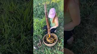 Survival eel trapping skills to catch giant eel fish
