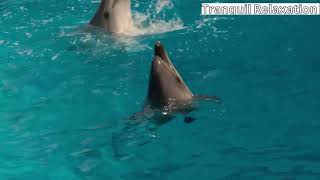 The Ocean Tranquil Wildlife Film with Calming Music by Tranquil Relaxation  9,995 views 1 month ago 30 minutes