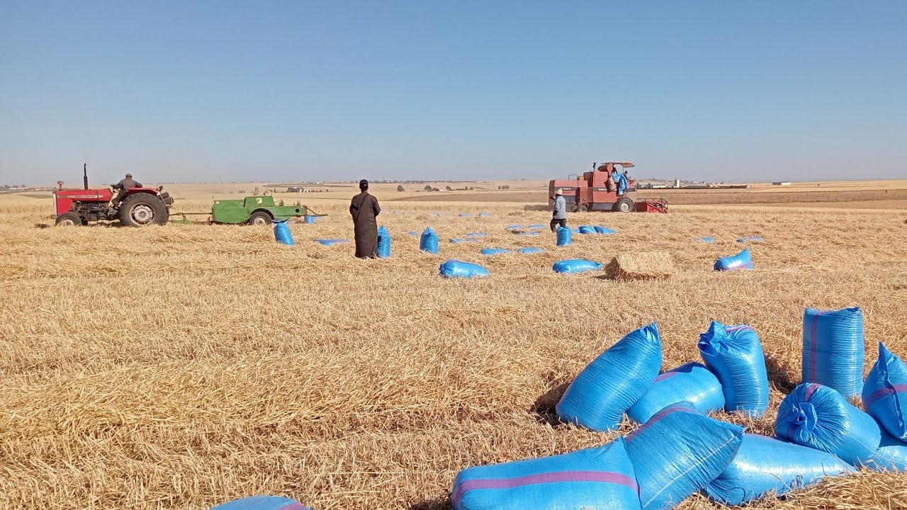 احسن منطقة  فيها الصيف هاد العام زواغة اولاد سعيد،اجيو نتعرفو تمن الشعير،شحال الحصاد،شحال دايرالبال