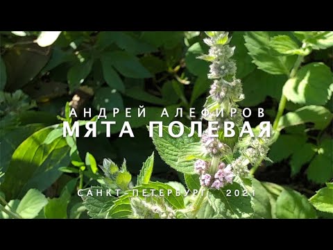 Мята полевая. Алефиров А.Н.