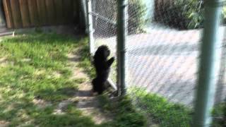 Country Estate Kennels: Small dogs