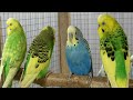 12 hours of budgie sounds to encourage your parrot to eat and sing Budgies Singing