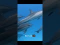 Dolphins' Superpower See in 3D With Sound! You Won't Believe How!