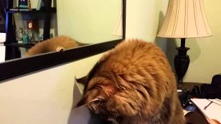 Maine Coon Cat vs. Stink Bug by bluefire10899 476 views 8 years ago 2 minutes, 1 second
