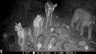 Browning Recon Force Extreme Trail Camera Pickup