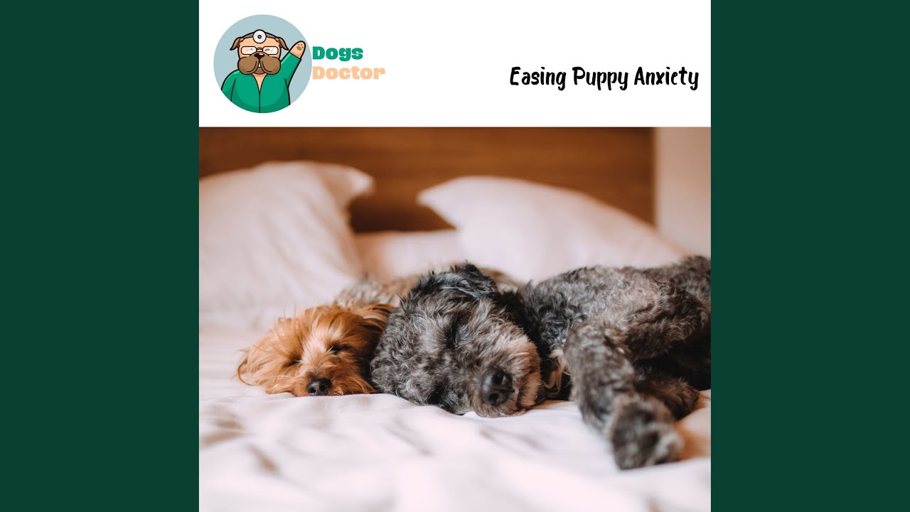 Relax My Dog YouTube