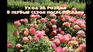 Уход за розами в первый сезон после посадки. Питомник 🌹 и 🌲 Е. Иващенко