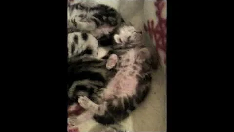 Video 744681: british shorthair silver tabby, british shorthair black silver