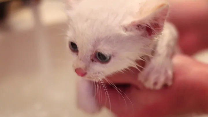 Watch the video about White kitten's first bath
