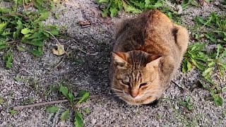 公園で丸くなっている野良猫を撫で撫でしたら何か集まってきた