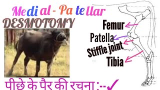 Medial patellar desmotomy, पशुओं में पीछे के पैर में M.P.D. के Operation की पूरी जानकारी !