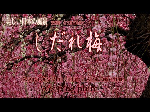 名古屋市農業センターしだれ梅まつり22 見頃や名古屋コーチンまつりは 季節お役立ち情報局