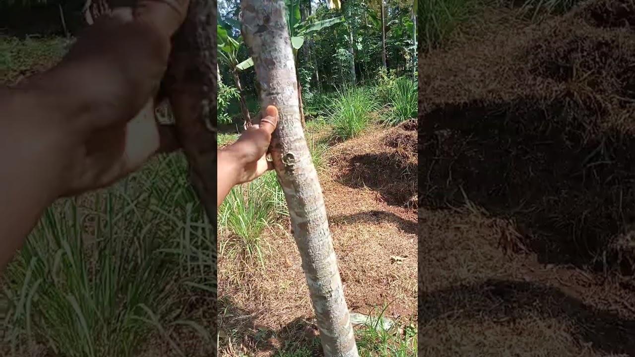 Pohon durian dari polibek vs dongkelan jumbo