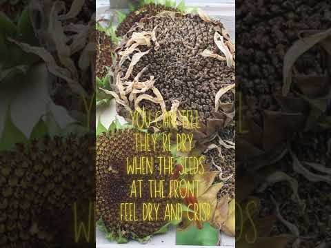 Video: Aktivita krmení ptáků slunečnice – používání slunečnicových hlav s dětmi