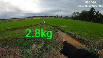 Xem Câu lươn to và nhiều_Ngày thứ 2 xuất quân nữa lại trúng mắn lươn to và nhiều/Xem là mê luôn