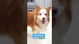 Dami Alam 😂  #trending #funny #foryou #trend #amazing #dog screenshot 5