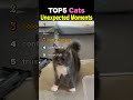 TOP5 Cats Unexpected Moments