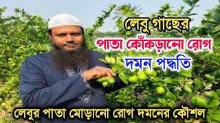 লেবু গাছের পাতা কোঁকড়ানো রোগ লেবুর পাতা মোড়ানো রোগ দমনের ঔষধ @alaminblog5766